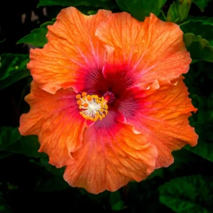Fiesta Hibiscus Plant Live Hardy Flower 5-9'' Tall Garden Ready