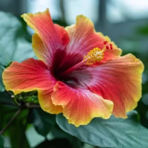 Fiesta Hibiscus Plant Live Hardy Flower 5-9'' Tall Garden Ready