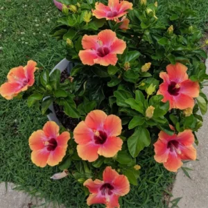 Fiesta Hibiscus Plant Live Hardy Flower 5-9'' Tall Garden Ready