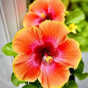 Fiesta Hibiscus Plant Live Hardy Flower 5-9'' Tall Garden Ready