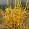 Forsythia Plants Live Bareroot 12-16 Inch Lynwood Gold Bush