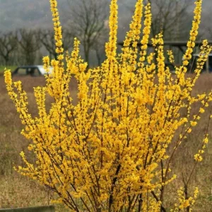 Forsythia Plants Live Bareroot 12-16 Inch Lynwood Gold Bush