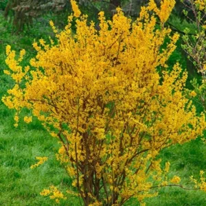 Forsythia Plants Live Bareroot 12-16 Inch Lynwood Gold Bush