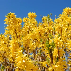 Forsythia Plants Live Bareroot 12-16 Inch Lynwood Gold Bush