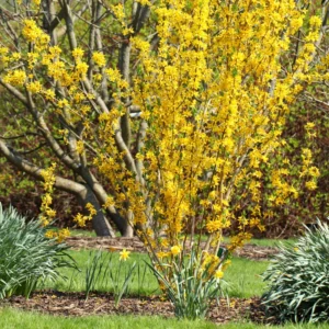 Forsythia Plants Live Bareroot 12-16 Inch Lynwood Gold Bush