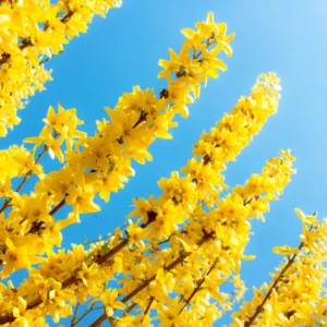 Forsythia Plants Live Bareroot 12-16 Inch Lynwood Gold Bush