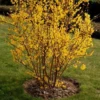 Gold Forsythia Bareroots - 10 Pack Yellow Flowering Shrub 12-18 Inch