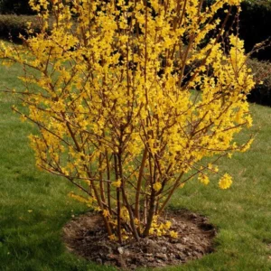 Gold Forsythia Bareroots - 10 Pack Yellow Flowering Shrub 12-18 Inch
