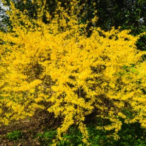 Gold Forsythia Bareroots - 10 Pack Yellow Flowering Shrub 12-18 Inch