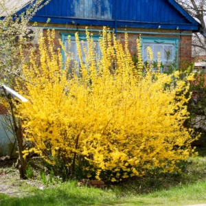 Gold Forsythia Bareroots - 10 Pack Yellow Flowering Shrub 12-18 Inch