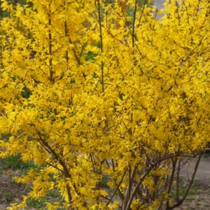 Gold Forsythia Bareroots - 10 Pack Yellow Flowering Shrub 12-18 Inch