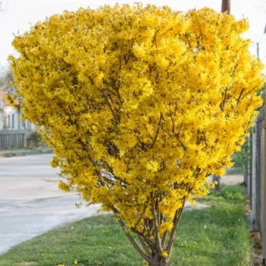 Gold Forsythia Bareroots - 10 Pack Yellow Flowering Shrub 12-18 Inch
