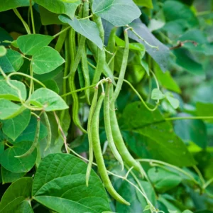 Green Beans Plant - Vegetable Plant - 4-6 Inch Pot - Home Grown