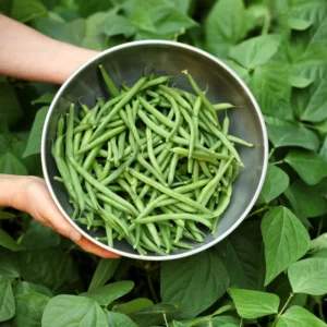 Green Beans Plant - Vegetable Plant - 4-6 Inch Pot - Home Grown