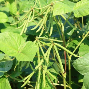 Green Beans Plant - Vegetable Plant - 4-6 Inch Pot - Home Grown