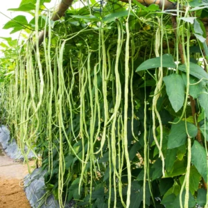 Green Beans Plant - Vegetable Plant - 4-6 Inch Pot - Home Grown
