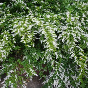 Green Privet Bush Rooted Cuttings - 12-16 Inches Outdoor Plants