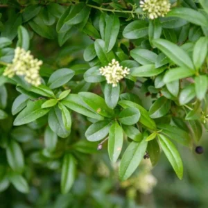 Green Privet Bush Rooted Cuttings - 12-16 Inches Outdoor Plants