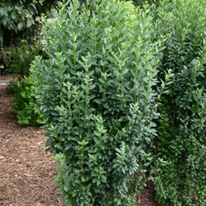Green Privet Bush Rooted Cuttings - 12-16 Inches Outdoor Plants