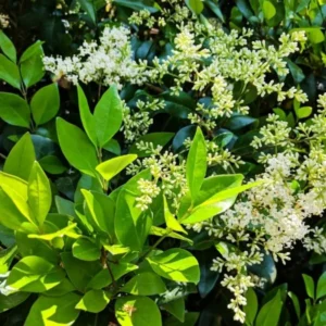 Green Privet Bush Rooted Cuttings - 12-16 Inches Outdoor Plants