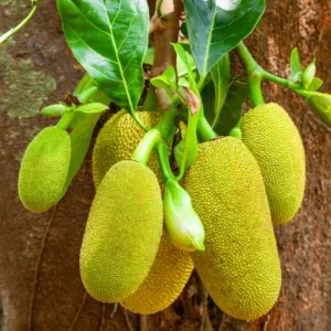 Jackfruit Tree Tropical Fruit Plant - 6-8 Inch Live Plant
