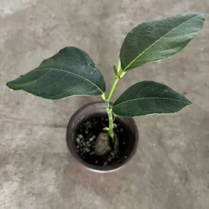 Jackfruit Tree Tropical Fruit Plant - 6-8 Inch Live Plant