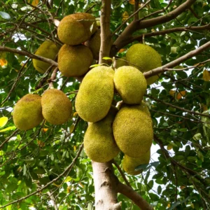 Jackfruit Tree Tropical Fruit Plant - 6-8 Inch Live Plant