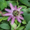 Lavender Passion Flower Passiflora Plant 5-7'' Tall Blooming Vine