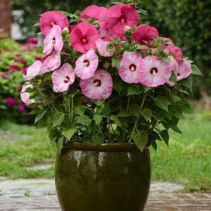 Luna Mix Hibiscus Flower Plants - 4-6 Inch Tall - Garden Ready