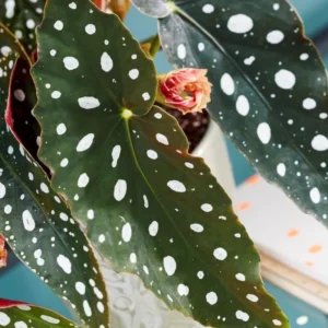 Maculata Spot Begonia Plant - Live Indoor Houseplant - 4-7'' Tall - Decorative Foliage