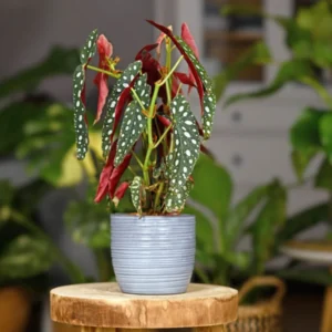 Maculata Spot Begonia Plant - Live Indoor Houseplant - 4-7'' Tall - Decorative Foliage