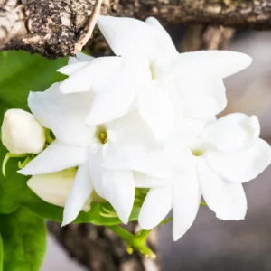 Maid of Orleans Jasmine Fragrant Plant 4-6 Inch - Flowering Vine