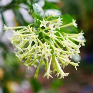 Night Blooming Jasmine Plant - 4-6 Inch Fragrant Specimen
