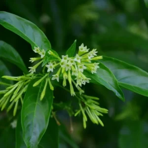 Night Blooming Jasmine Plant 5-7'' Tall - Fragrant Night Blooms