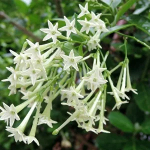 Night Blooming Jasmine Plant 5-7'' Tall - Fragrant Night Blooms
