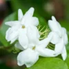 Orleans Sambac Jasmine Vine 5-7'' Tall - Maid of Orleans - Fragrant White Flowers