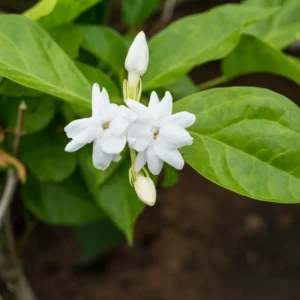 Orleans Sambac Jasmine Vine 5-7'' Tall - Maid of Orleans - Fragrant White Flowers