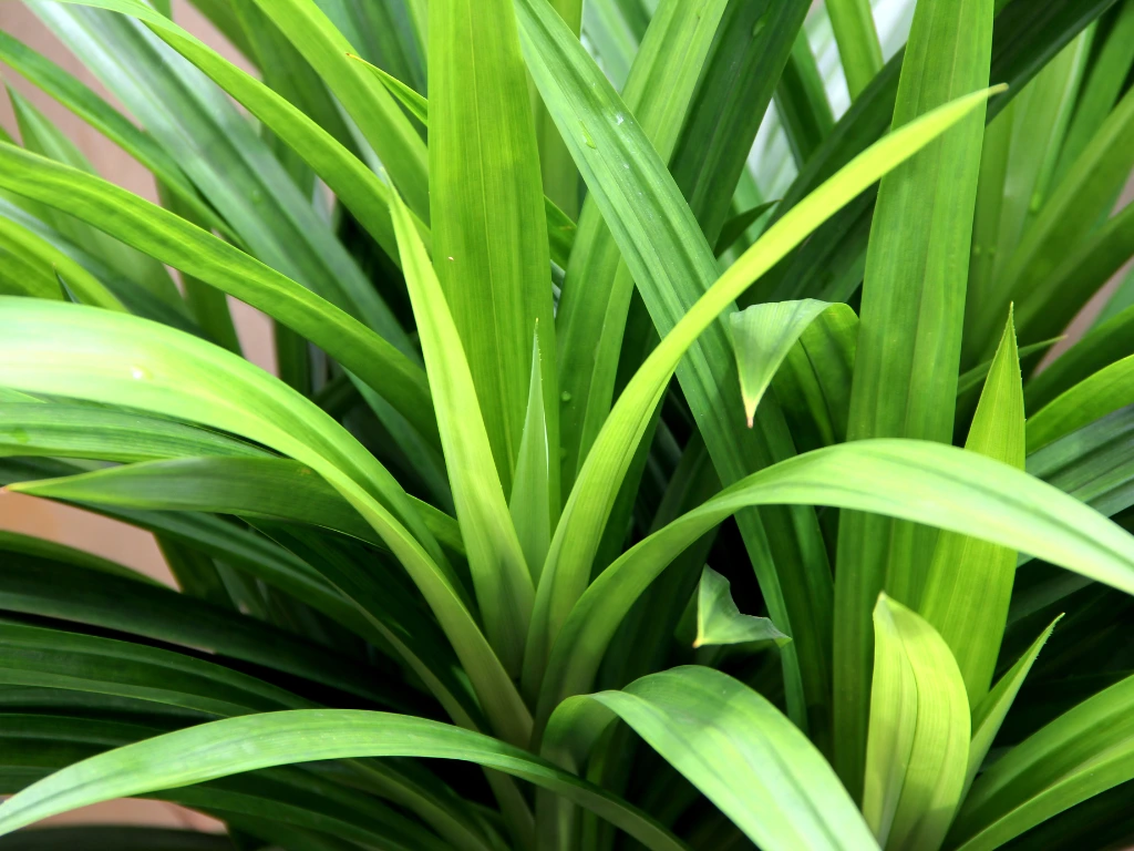 Pandan leaves