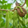 Pecan Nut Trees - 10 Live Bare Root Plants - 12-16 Inch Tall - High Yield