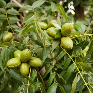 Pecan Nut Trees - 10 Live Bare Root Plants - 12-16 Inch Tall - High Yield