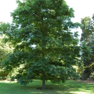 Pecan Nut Trees - 10 Live Bare Root Plants - 12-16 Inch Tall - High Yield