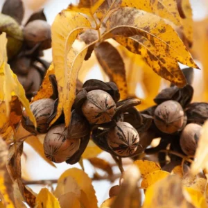 Pecan Nut Trees - 10 Live Bare Root Plants - 12-16 Inch Tall - High Yield