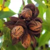 Pecan Tree Bare Roots - Live Hardy Pecan Plant 12-16 Inches - Set of 5