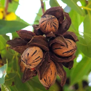 Pecan Tree Bare Roots - Live Hardy Pecan Plant 12-16 Inches - Set of 5