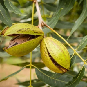 Pecan Tree Bare Roots - Live Hardy Pecan Plant 12-16 Inches - Set of 5