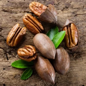 Pecan Tree Bare Roots - Live Hardy Pecan Plant 12-16 Inches - Set of 5
