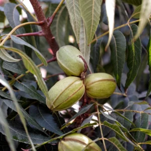 Pecan Tree Bare Roots - Live Hardy Pecan Plant 12-16 Inches - Set of 5