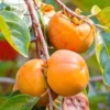 Persimmon Trees Live Plants - 10 Rooted Plants 6-12 Inch Fruit Tree