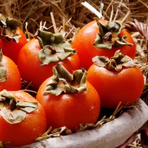 Persimmon Trees Live Plants - 10 Rooted Plants 6-12 Inch Fruit Tree