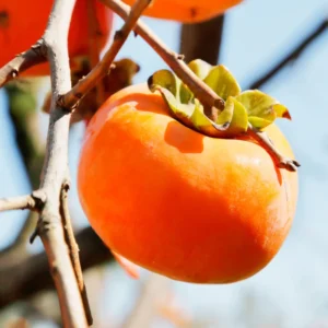 Persimmon Trees Live Plants - 10 Rooted Plants 6-12 Inch Fruit Tree